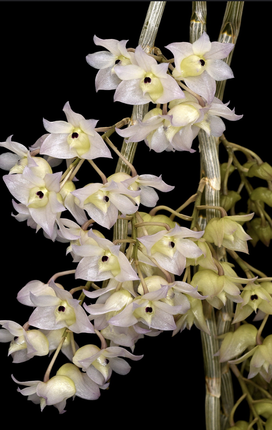 Dendrobium aduncum