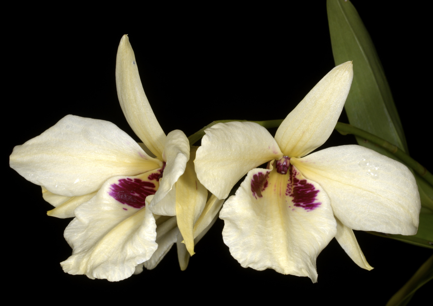 Dendrobium albosanguineum