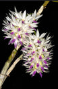 Dendrobium amethystoglossum