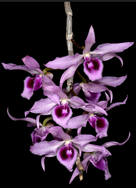 Dendrobium anosmum