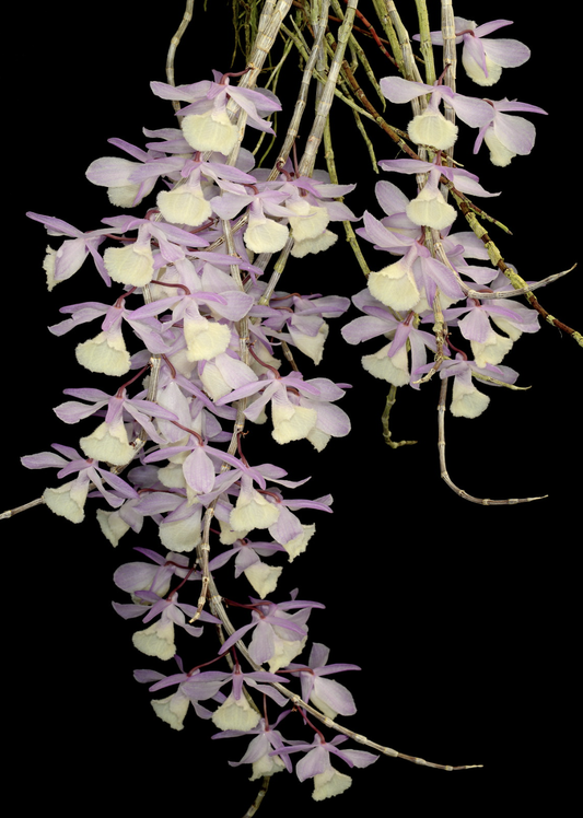 Dendrobium aphyllum