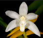 Dendrobium aporoides.