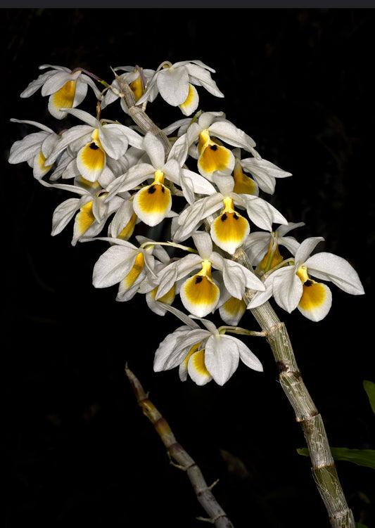 Dendrobium bensoniae