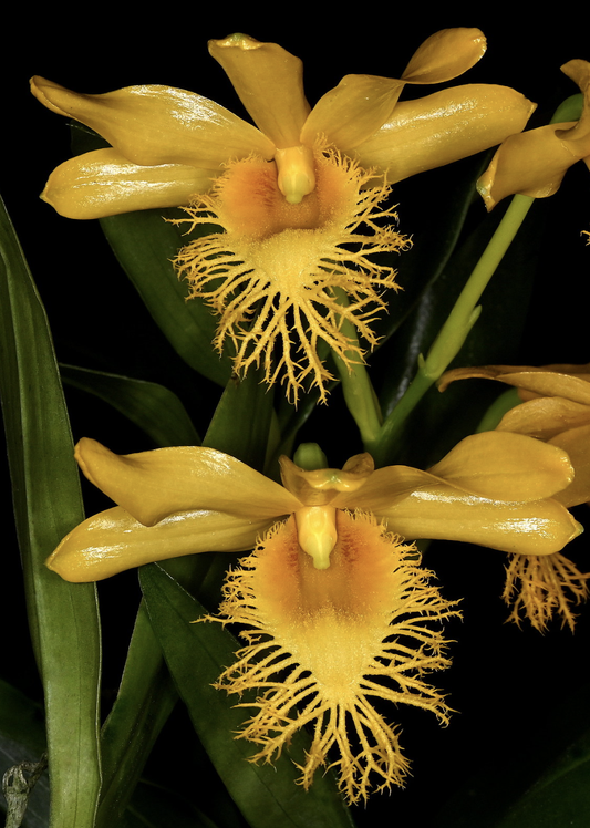 Dendrobium brymerianum