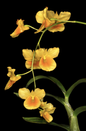 Dendrobium capillipes