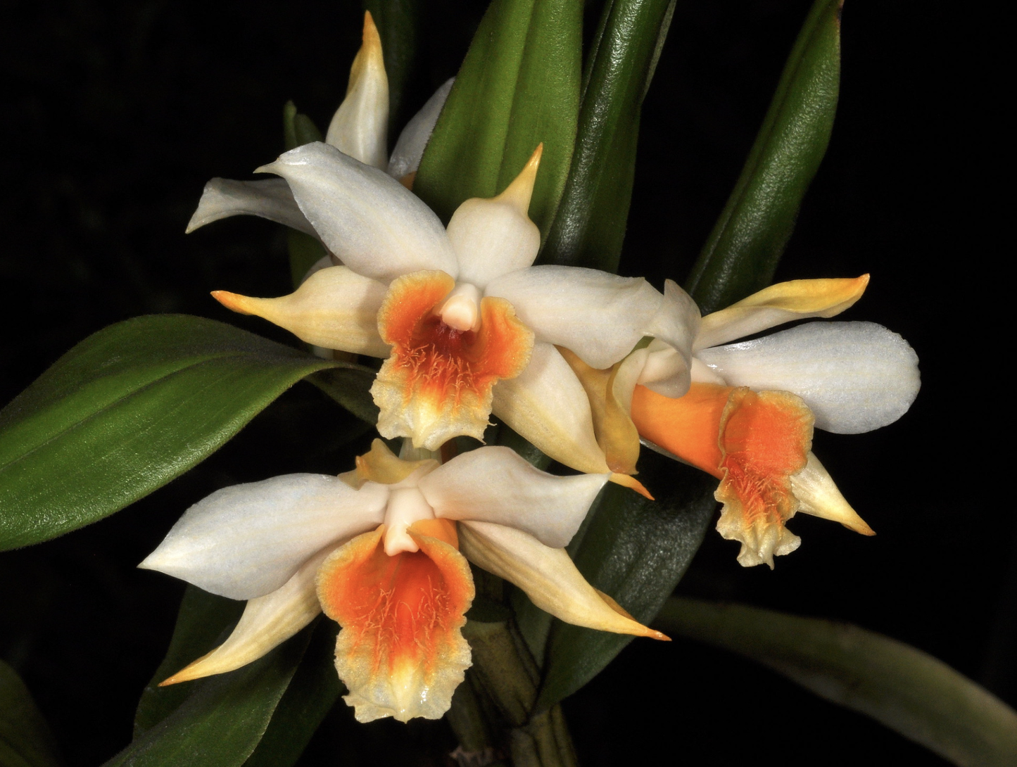 Dendrobium cariniferum