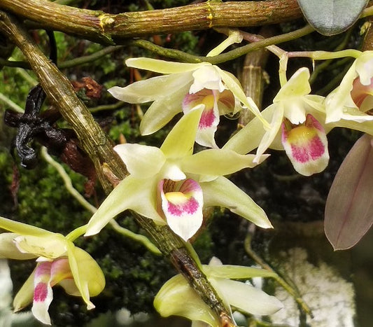 Dendrobium catenatum