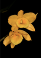 Dendrobium chryseum var. denneanum