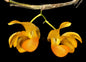 Dendrobium chrysocrepis