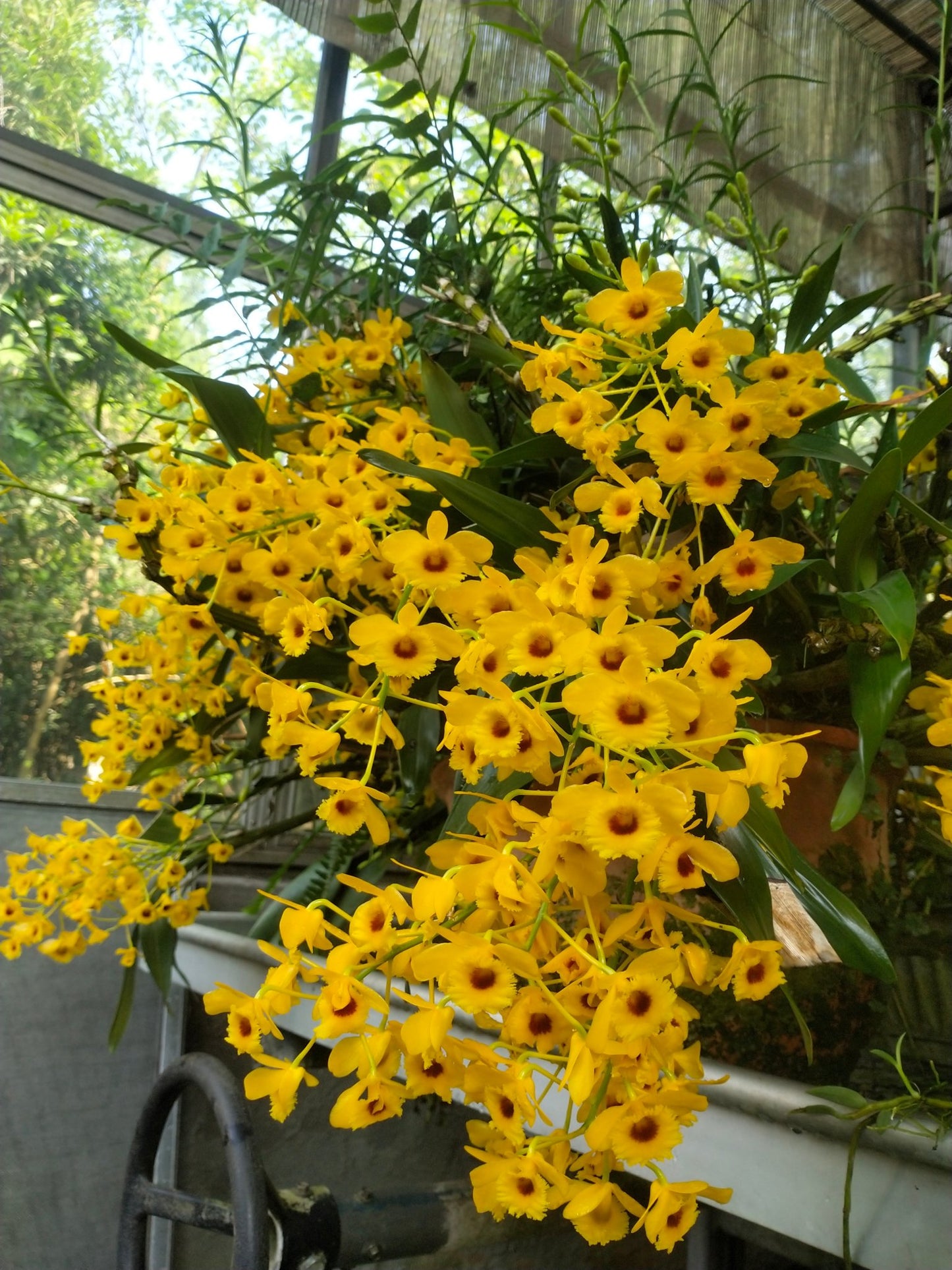 Dendrobium chrysotoxum