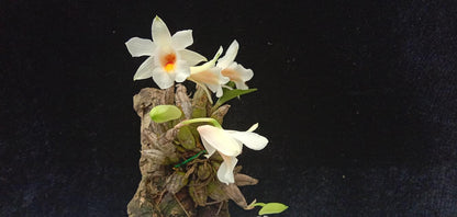 Dendrobium christyanum