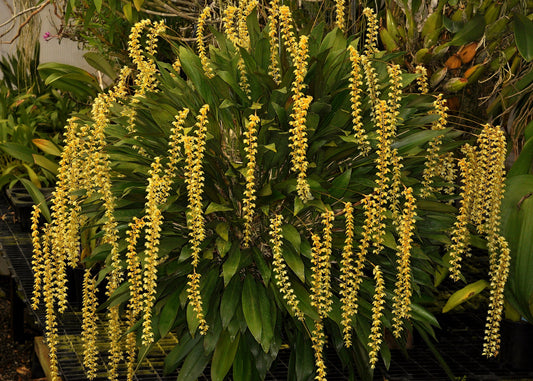 Dendrobium cobbianum