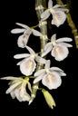 Dendrobium cretaceum