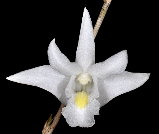 Dendrobium crumenatum