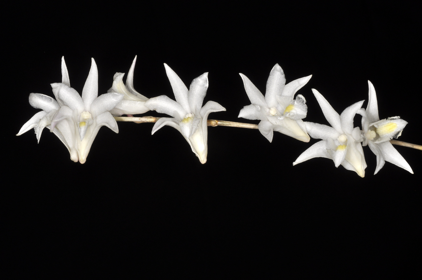 Dendrobium crumenatum