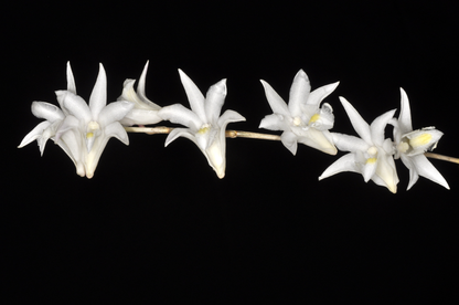 Dendrobium crumenatum