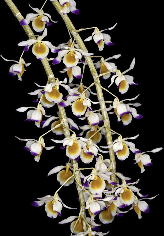 Dendrobium crystallinum