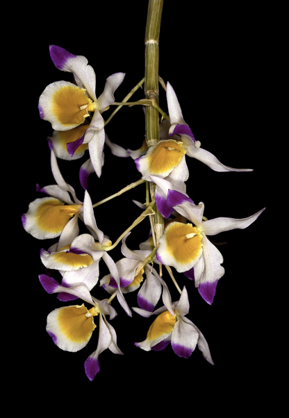 Dendrobium crystallinum