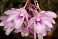 Dendrobium cumulatum