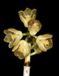 Dendrobium alterum