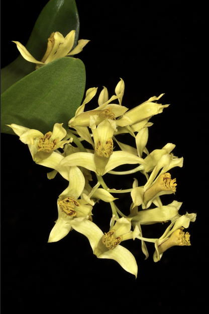 Dendrobium delacourii