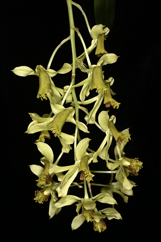 Dendrobium delacourii