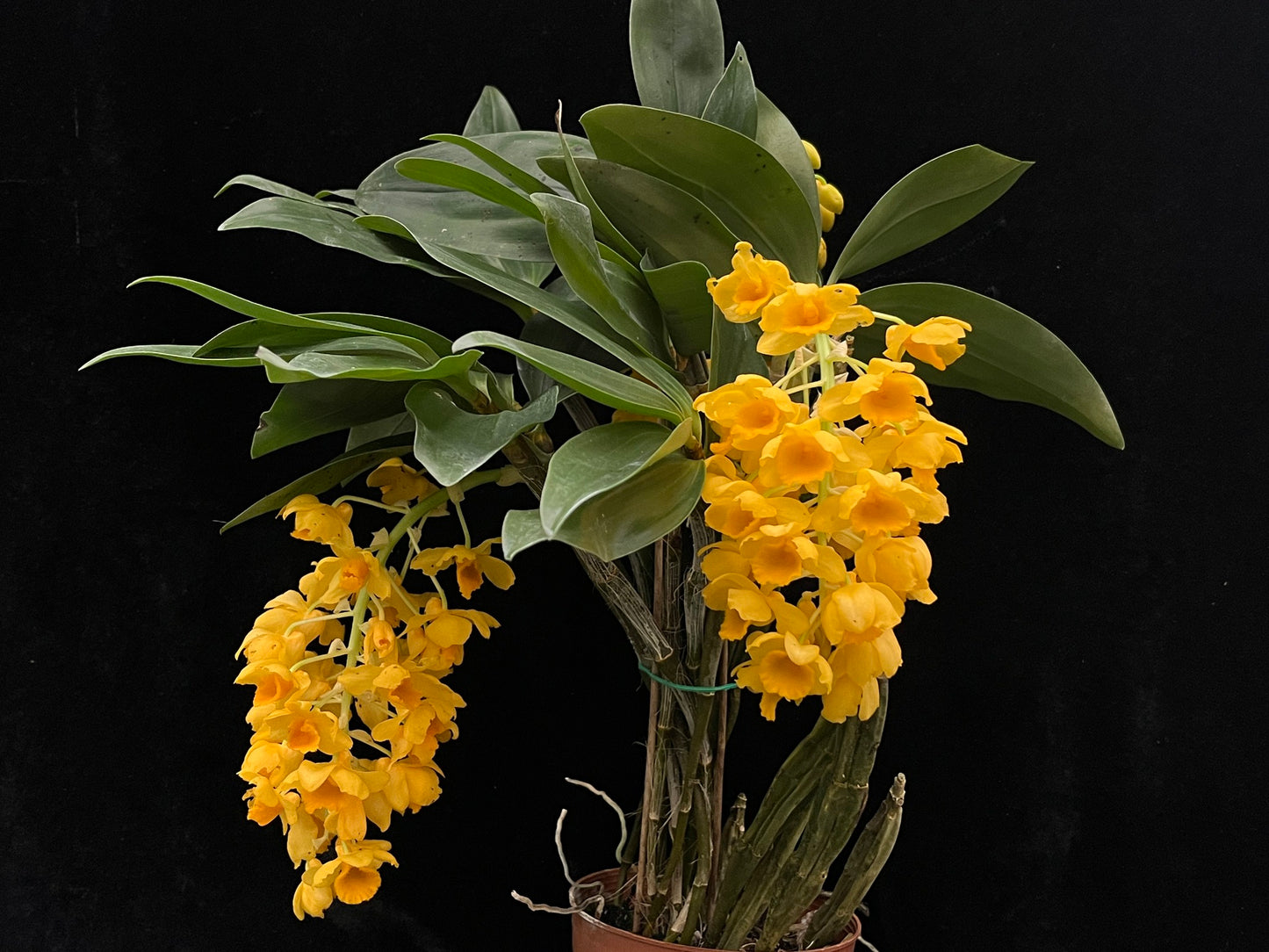 Dendrobium densiflorum