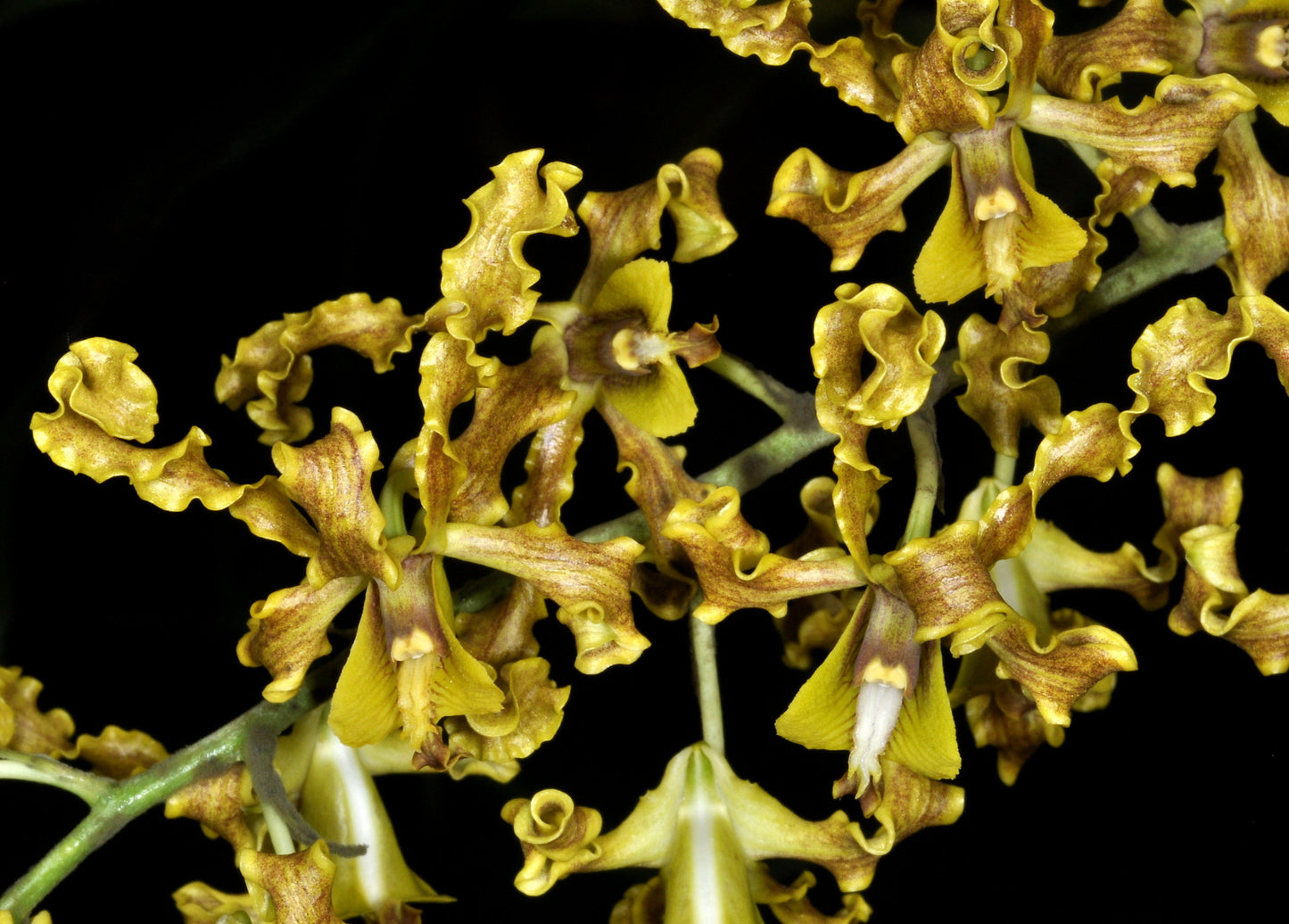 Dendrobium discolor