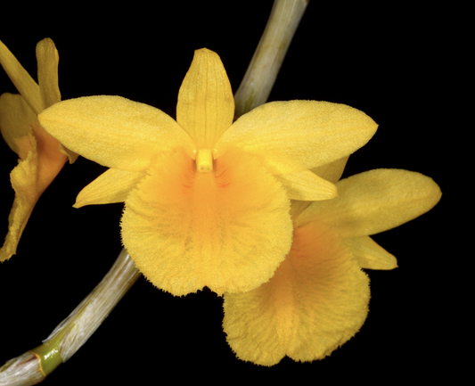 Dendrobium dixanthum