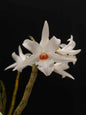 Dendrobium draconis