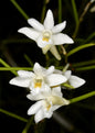 Dendrobium equitans