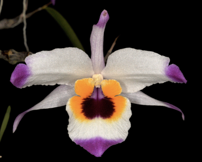 Dendrobium falconeri