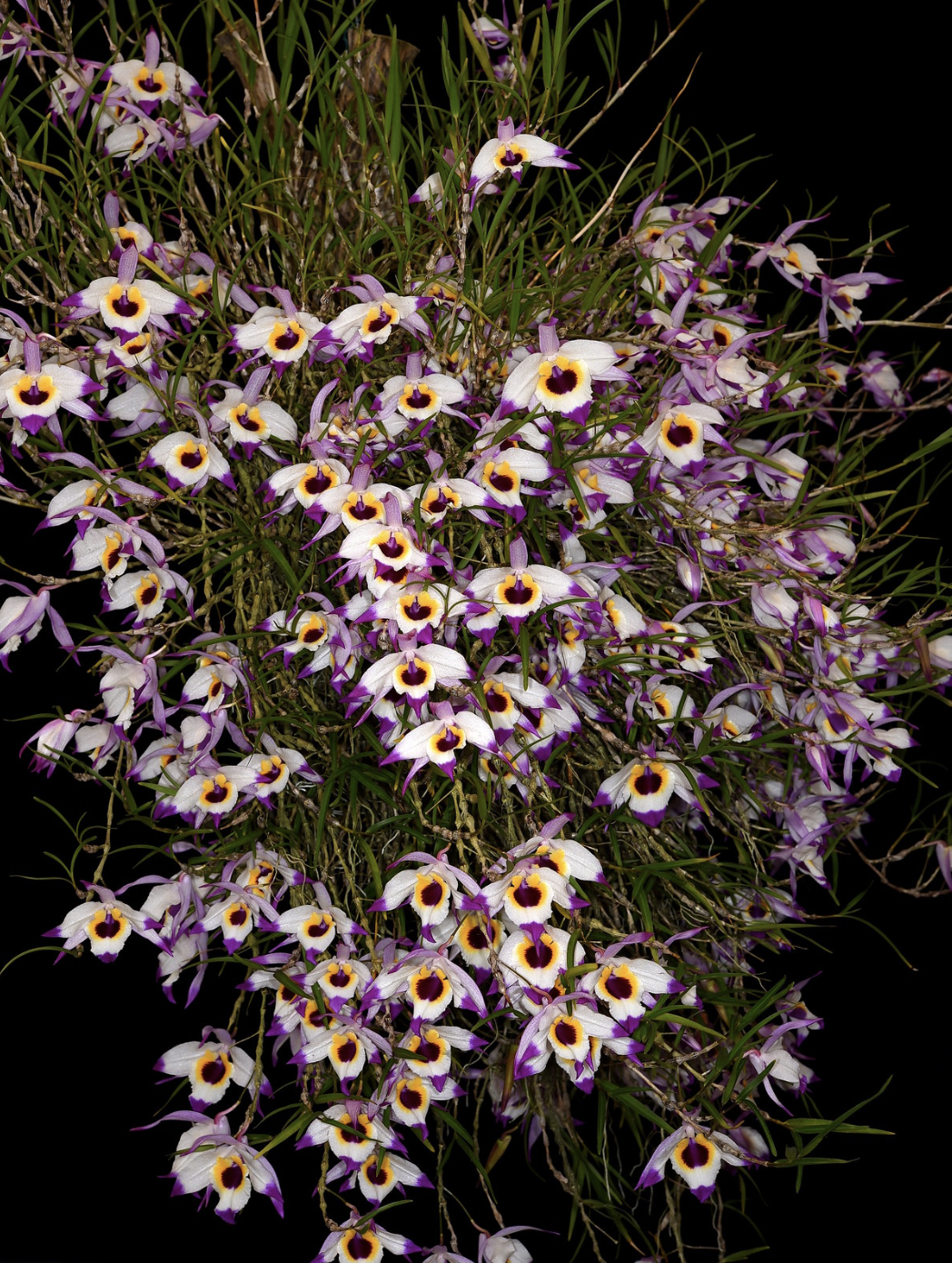 Dendrobium falconeri