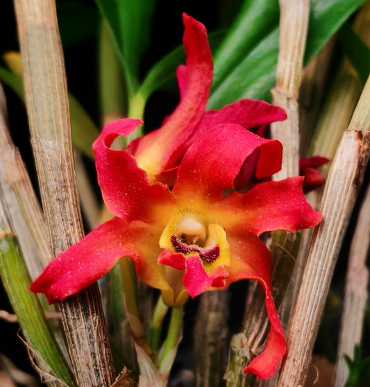 Dendrobium fanjingshanense