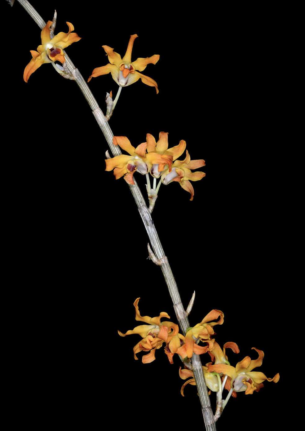 Dendrobium fanjingshanense