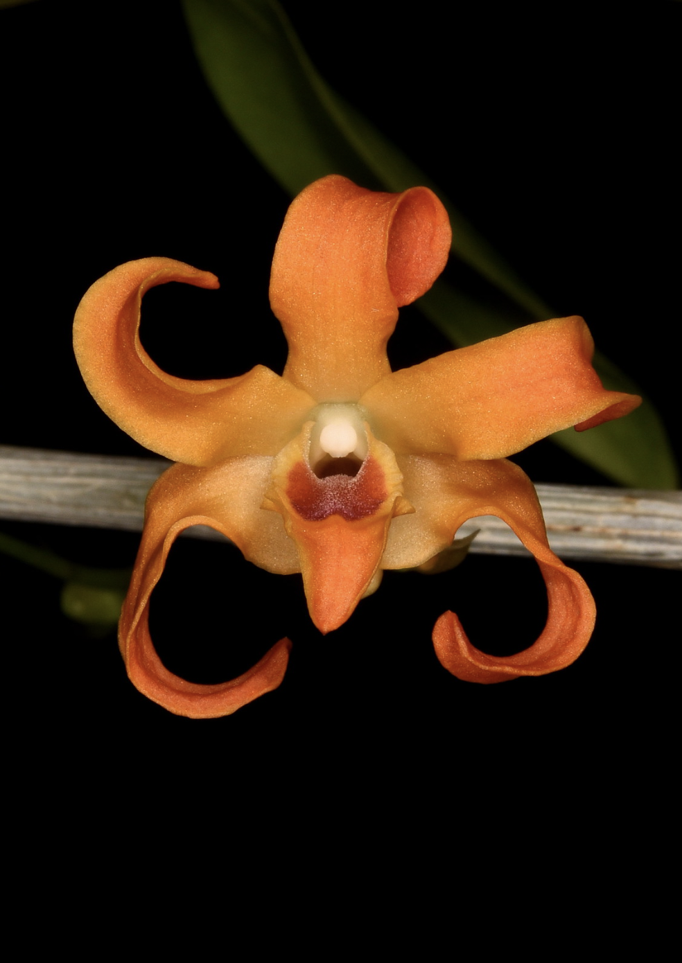 Dendrobium fanjingshanense