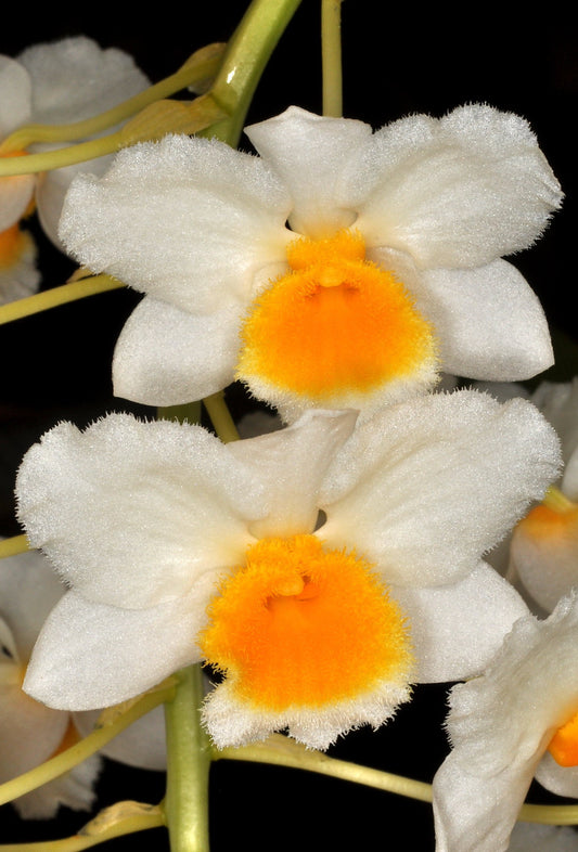 Dendrobium farmeri