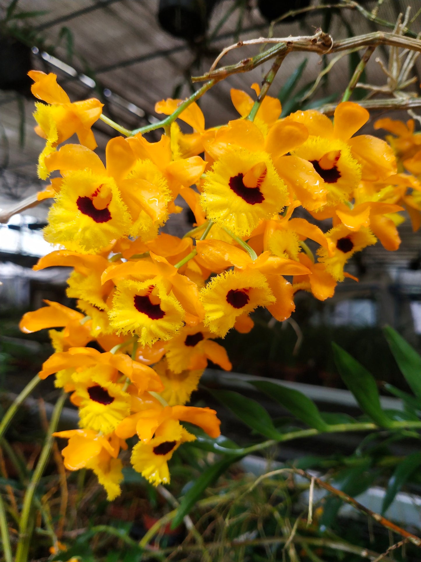 Dendrobium fimbriatum var. oculatum