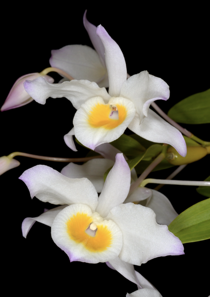 Dendrobium findlayanum