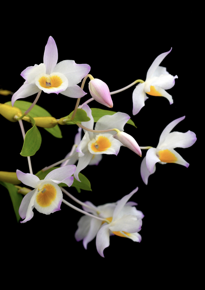 Dendrobium findlayanum