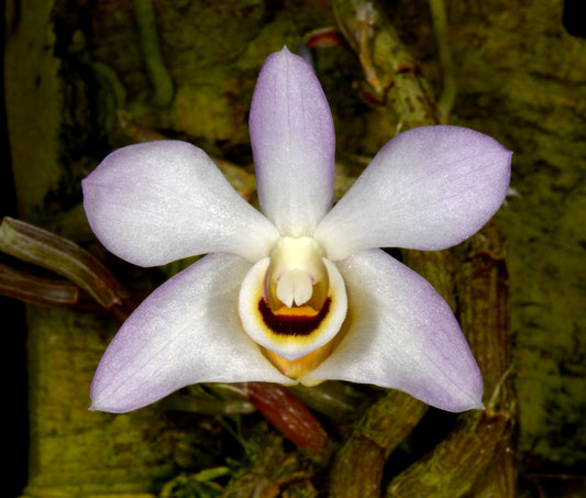 Dendrobium flexicaule