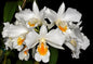 Dendrobium formosum