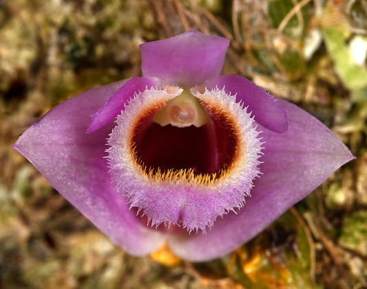 Dendrobium fuscifausium