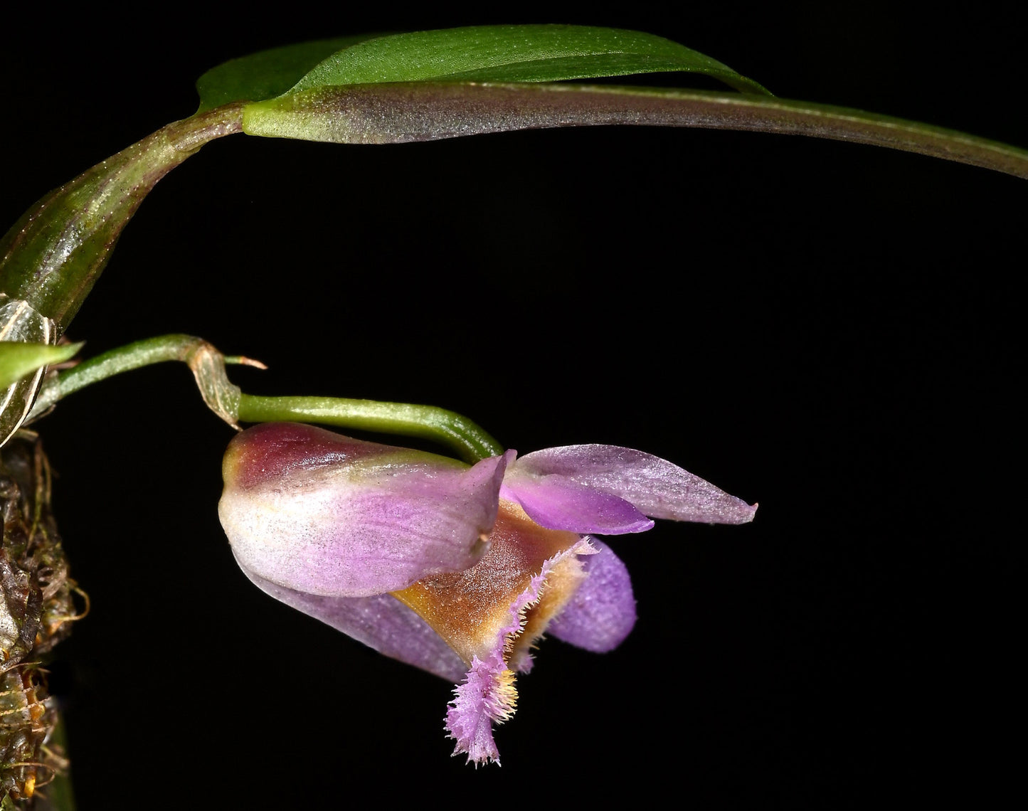 Dendrobium fuscifausium