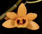 Dendrobium gibsonii