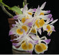 Dendrobium gratiosissimum