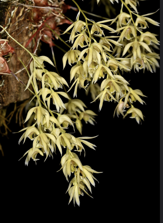 Dendrobium gregulus