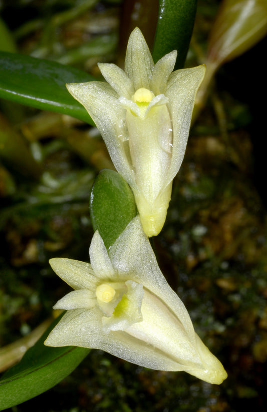 Dendrobium quadrangulare