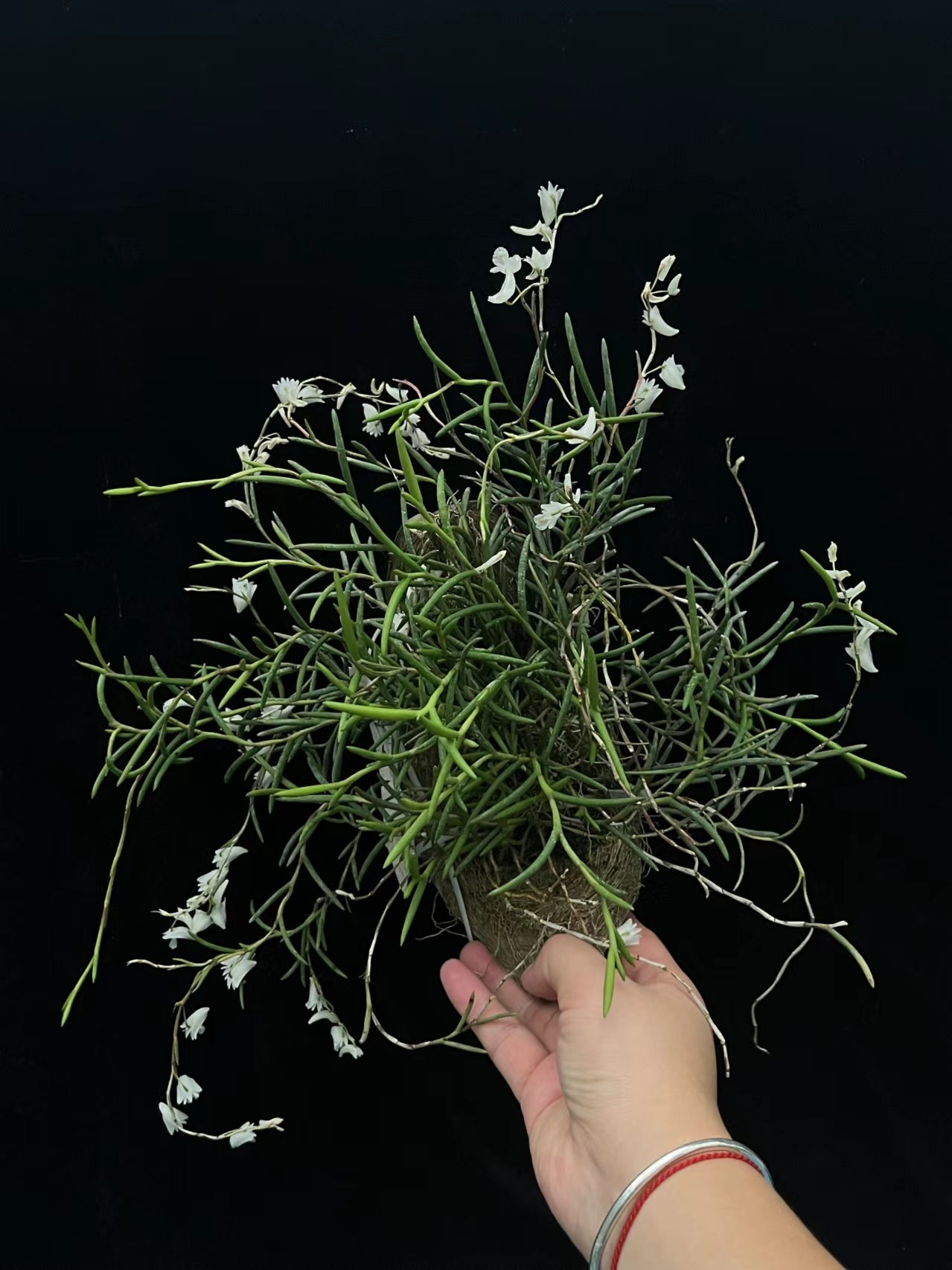 Dendrobium hainanense