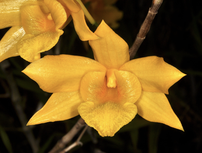 Dendrobium hancockii